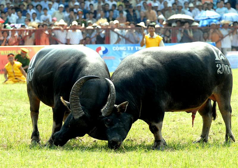 mơ trâu đánh con gì