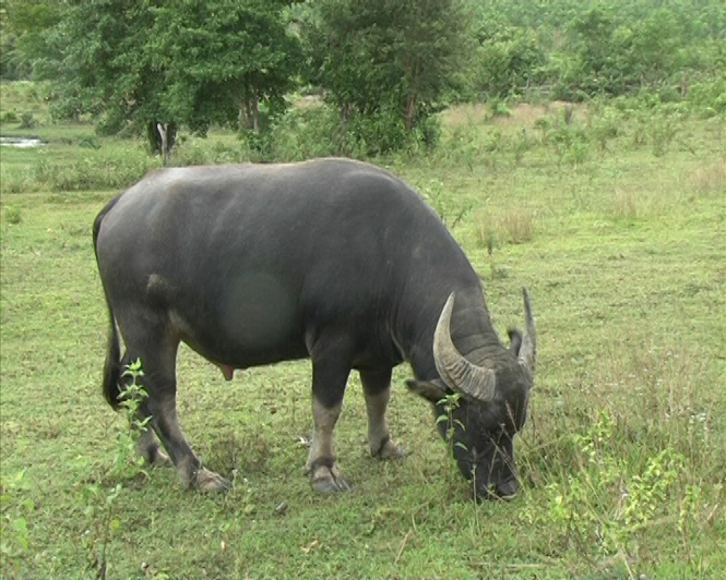 mơ trâu đánh con gì